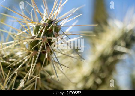 Eine stachelige Wildkaktuspflanze im Saguaro National Park, Arizona Stockfoto