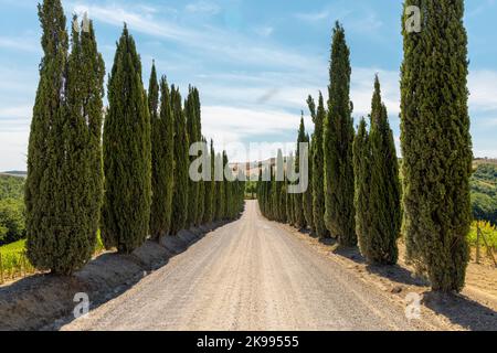 Via Francigena Schlammstraße mit Zypressen auf beiden Seiten des Weges. Monteroni d'Arbia, Route der Via francigena. Provinz Siena, Toskana. I Stockfoto