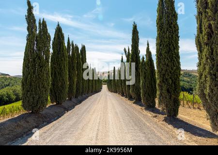 Via Francigena Schlammstraße mit Zypressen auf beiden Seiten des Weges. Monteroni d'Arbia, Route der Via francigena. Provinz Siena, Toskana. I Stockfoto