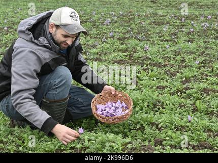 Oderaue, Deutschland. 22. Oktober 2022. Tobias Fahlberg pflückt mit den roten Stempelfäden in den Händen lila Safranblüten auf seinem Feld. 200 Blüten müssen geerntet werden, um ein Gramm Safran zu produzieren. (An dpa Korr.: 'Brandenburgischer Safrananbau: Anstrengendes Biegen und viel Handarbeit') Quelle: Bernd Settnik/dpa/Alamy Live News Stockfoto