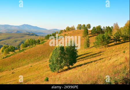 Aya Naturpark in den Altai-Bergen. Bäume am Hang an einem Herbstabend. Altai, Sibirien, Russland, 2022 Stockfoto