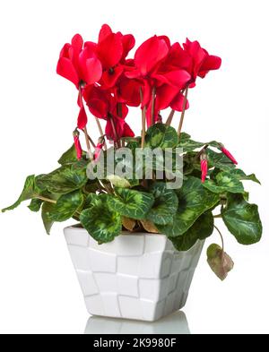 Der Florist, Cyklamen Alpenveilchen (Cyclamen persicum) Stockfoto