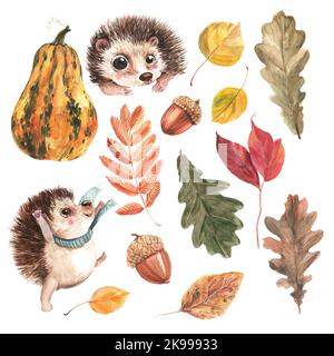 Kürbis, Igel, bunte Blätter und Eicheln handgezeichnet Niedliche Aquarell-Illustrationen isoliert auf weißem Hintergrund Stockfoto