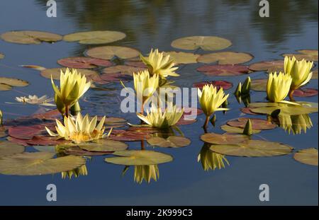 GELBE SEEROSEN UND LILYPADDE AUF EINEM GROSSEN TEICH IM ROYAL BOTANIC GARDENS, SYDNEY, NEW SOUTH WALES, AUSTRALIEN. Stockfoto