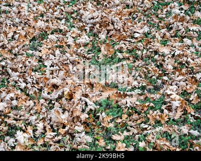 Getrocknete, gelb gestürzte Blätter verstreut auf dem grünen Gras Stockfoto