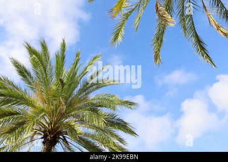 Blick von unten auf grüne Palmen an sonnigen Tagen Stockfoto