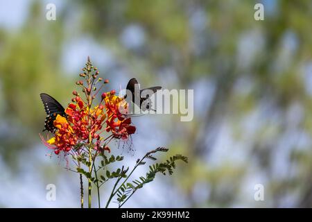 Zwei schwarze Schmetterlinge trinken Nektar aus roten und gelben Blüten Stockfoto