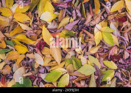 Rote, gelbe und braune Herbstblätter im Oktober auf dem Waldboden Stockfoto