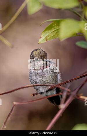 Ein Porträt von Annas Kolibri (Calypte anna), der auf einem Zweig sitzt Stockfoto