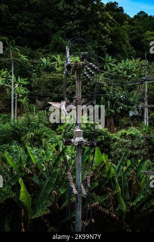 Vertikale Aufnahme von elektrischen Polen mit vielen Drähten, die davon auf üppiger tropischer Vegetation im Hintergrund in Thailand hängen Stockfoto