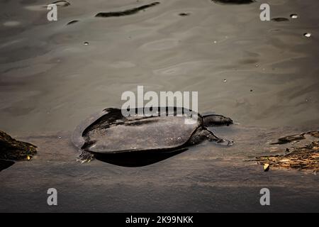 Eine stachelige Softshell-Schildkröte, die im Wasser ruht Stockfoto