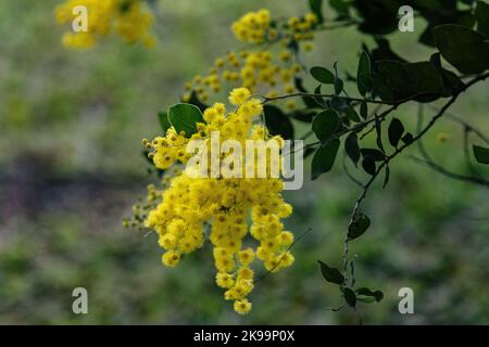 Eine Nahaufnahme von Acacia podalyriifolia, Mount morgan Wattle, Perlakazie. Stockfoto