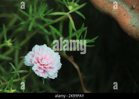 Portulaca grandiflora (Portulaca, Moosrose, Sonnenpflanze, Sonnenrose) Stockfoto