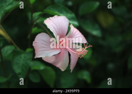 Nahaufnahme des Hibiscus rosa-sinensis, umgangssprachlich als chinesischer Hibiskus bekannt, ist in den Tropen und Subtropen als Zierpflanze weit verbreitet. Stockfoto