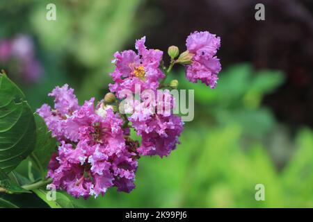 Lagerstroemia indica. Zweig mit Fliederblüten im Sonnenlicht. Stockfoto