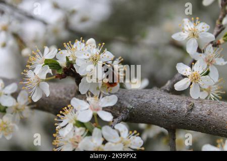 Die Nahaufnahme einer Hummel, die Pollen aus Kirschblüten sammelt Stockfoto