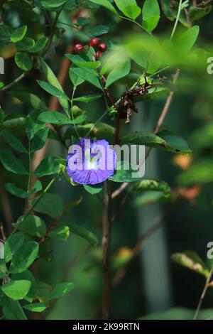 Clitoria ternatea Blume oder auch in malaiischer Sprache als „Bunga Talang“ bekannt Stockfoto