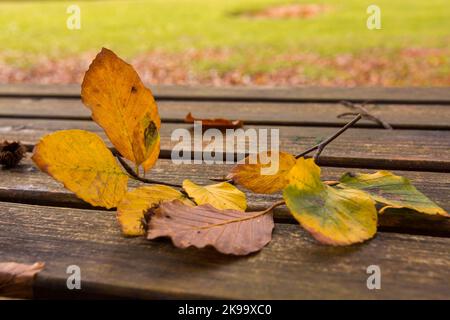 Tote Blätter auf der Bank. Herbst und im Herbst Hintergrund. Laub in Monti Simbruini Nationalpark, Latium, Italien. Stockfoto