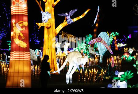 Paris, Frankreich. 26. Oktober 2022. Ein Besucher blickt auf beleuchtete Skulpturen während einer Medienführung eines Lichtfestivals im Zoo Thoiry in der Nähe von Paris, Frankreich, am 26. Oktober 2022. Hier beginnt am Sonntag das Festival mit rund 2.000 beleuchteten Skulpturen. Kredit: Gao Jing/Xinhua/Alamy Live Nachrichten Stockfoto
