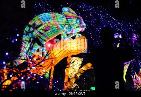 Paris, Frankreich. 26. Oktober 2022. Ein Besucher macht ein Foto von beleuchteten Skulpturen während einer Medienführung eines Lichtfestivals im Zoo Thoiry in der Nähe von Paris, Frankreich, am 26. Oktober 2022. Hier beginnt am Sonntag das Festival mit rund 2.000 beleuchteten Skulpturen. Kredit: Gao Jing/Xinhua/Alamy Live Nachrichten Stockfoto