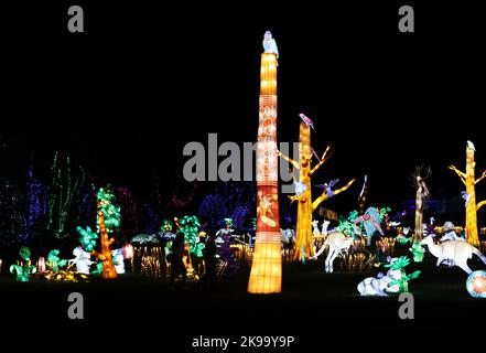 Paris, Frankreich. 26. Oktober 2022. Besucher sehen beleuchtete Skulpturen während einer Medienführung eines Lichtfestivals im Zoo Thoiry in der Nähe von Paris, Frankreich, am 26. Oktober 2022. Hier beginnt am Sonntag das Festival mit rund 2.000 beleuchteten Skulpturen. Kredit: Gao Jing/Xinhua/Alamy Live Nachrichten Stockfoto