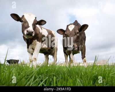 Herzwärmende niederländische Kühe Stockfoto