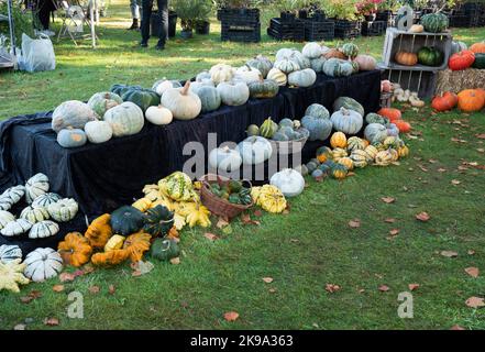 Alle Arten von Kürbissen und Kürbissen werden im Freien auf einem Tisch ausgestellt Stockfoto