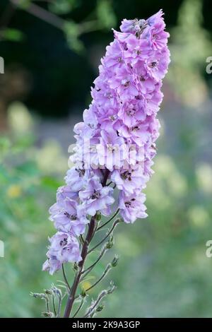 Delphinium Dusky Maidens Group, Delphinium elatum Dusky Maidens. New Millennium Series Krautige Stauden, halbdoppelte, dunkelrosa Blüten Stockfoto