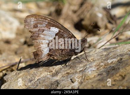 Schmetterling, die kleine Felsengräuel, ein braunes, eher dumpfes Insekt, das auf einem Felsen ruht. Stockfoto