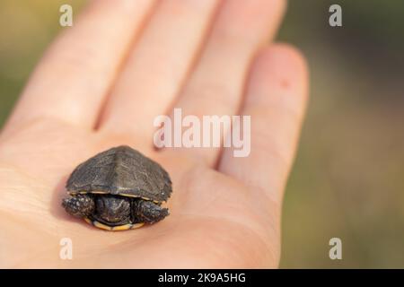 Amphibienschildkröte in Parks in der Ukraine gefunden Stockfoto