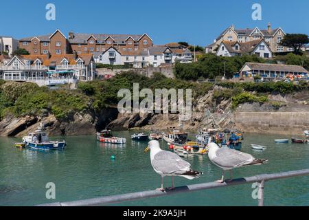 Zwei europäische Heringsmöwen Larus argentatus thronen auf einer Schiene am Kai im malerischen Newquay Harbour in Cornwall in England im Vereinigten Königreich. Stockfoto