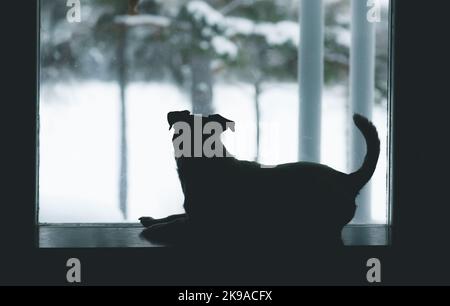 Am trüben grauen Wintertag liegt der Hund neben dem Fenster und beobachtet draußen, wie er auf den Besitzer wartet Stockfoto