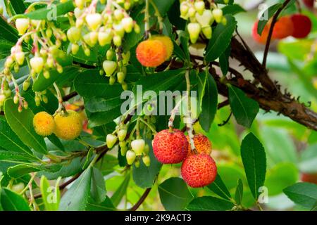 Killarney Strawberry Tree Arbutus Unedo Blume und Früchte Stockfoto