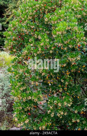 Sträucher, Killarney Strawberry Tree, Arbutus unedo Garden, Shrub Stockfoto