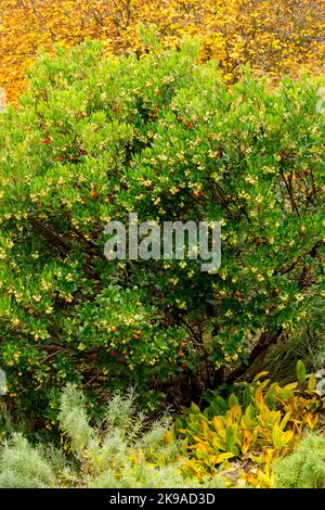 Herbst, Arbutus unedo, Killarney Strawberry Tree, Strauch Stockfoto