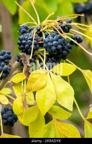 Acanthopanax, Laub, Pflanze, Herbst, Gebüsch, Araliaceae, Früchte, Schwarze Beeren, Eleutherococcus, Blätter Stockfoto