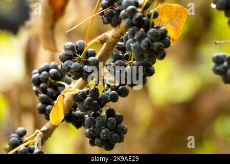 Eleutherococcus, Beeren, Acanthopanax, Früchte, Araliaceae, Eleutherococcus simonii, Herbst, Schwarz, Frucht, Pflanze Stockfoto