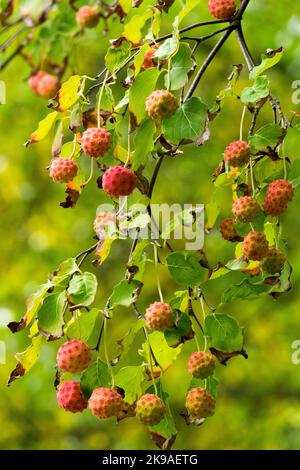 Chinesischer Dogwood, Cornus kousa, Beeren, Cornus, Früchte, Herbst, Zweig, Cornus 'Milchstraße', Pflanze Cornus kousa chinensis Dogwood Stockfoto