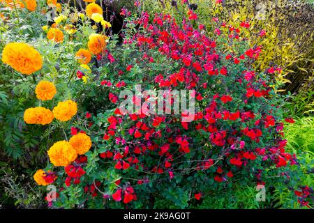 Salvia microphylla 'Royal Bumble', Tagetes erecta, afrikanische Ringelblume, Blumenbeet, Rot, Orange, Bettpflanzen Stockfoto