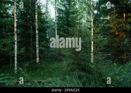 A young managed mixed boreal forest on a late summer evening in Estonia, Northern Europe. Stockfoto