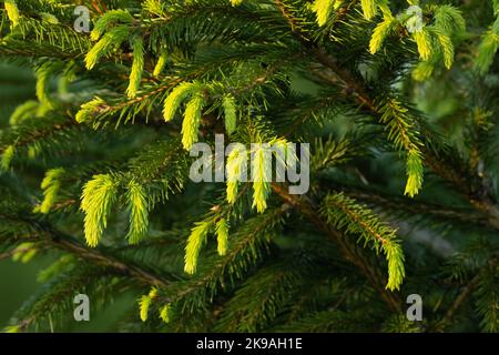 Frische norwegische Spruce-Tipps an einem Spätwohnabend im estnischen Borealwald Stockfoto