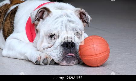 Eine junge englische Bulldogge liegt auf dem Boden und blickt mit traurigen Augen neben einem orangefarbenen Spielball auf die Kamera. Gesundheitskonzept für Haustiere. Stockfoto