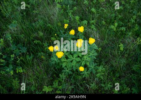 Eine Gruppe von üppigen Globenblumen, Trollius europaeus, blüht auf einer Spätfrühlingswiese in Estland, Nordeuropa Stockfoto