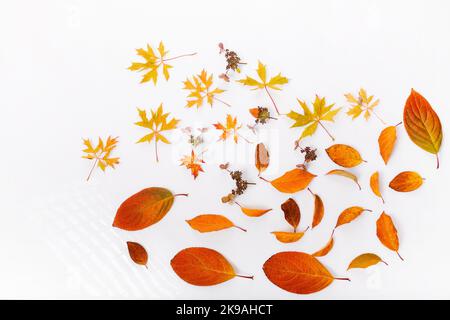 Herbstkomposition. Rahmen aus herbstlich trockenen Blättern, trockene Blüten auf weißem Hintergrund. Flach liegend, Draufsicht Stockfoto