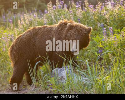 Der Bär tritt in das Blumenfeld ein. Alaska: DIESE WUNDERSCHÖNEN Bilder zeigen einen Braunbären, der ein Feld von leuchtend violetten Blumen erkundet und sich im Fie faulenzt Stockfoto