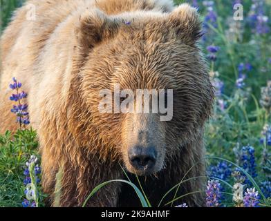 Ein schöner Braunbär in violetten Blüten. Alaska: DIESE SCHÖNEN Bilder zeigen einen Braunbären, der ein Feld von leuchtend violetten Blumen erkundet und sich in der Sonne entspannt Stockfoto