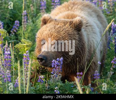 Der Bär schnüffelt an den Blumen. Alaska: DIESE WUNDERSCHÖNEN Bilder zeigen einen Braunbären, der ein Feld mit leuchtend violetten Blumen erkundet und sich auf dem Feld faulenzt. Ein Stockfoto