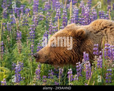 Ein neugieriger Bär schnüffelt die hellen Blumen.Alaska: DIESE SCHÖNEN Bilder zeigen einen braunen Bären, der ein Feld von leuchtend violetten Blumen erkundet und sich in Th faulenzt Stockfoto