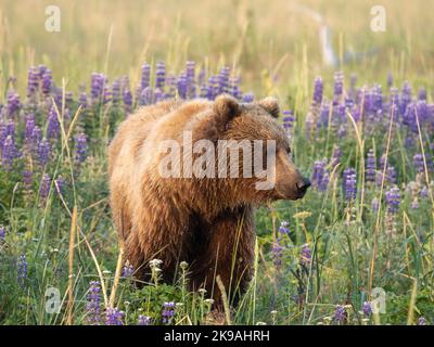 Diese Bilder wurden in Alaska aufgenommen. Alaska: DIESE WUNDERSCHÖNEN Bilder zeigen einen Braunbären, der ein Feld von leuchtend violetten Blumen erkundet und sich im Fie faulenzt Stockfoto