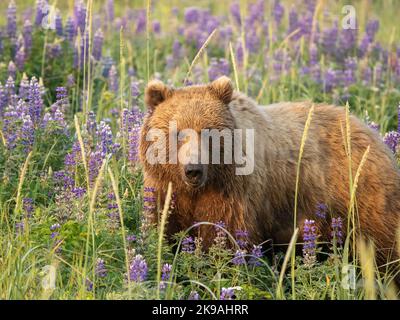 Ein fauler Bär faulenzt in den Blumen. Alaska: DIESE WUNDERSCHÖNEN Bilder zeigen einen Braunbären, der ein Feld von leuchtend violetten Blumen erkundet und sich im Fiel faulenzt Stockfoto